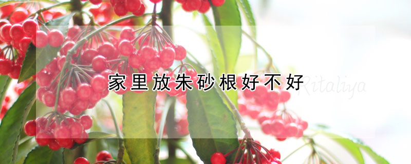 家裏放朱砂根好不好