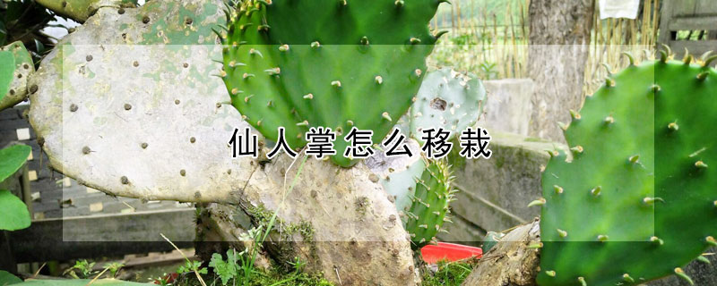 仙人掌怎麼移栽