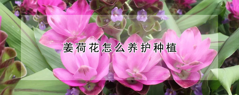 薑荷花怎麼養護種植