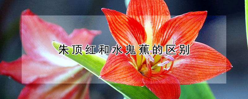 朱頂紅和水鬼蕉的區別