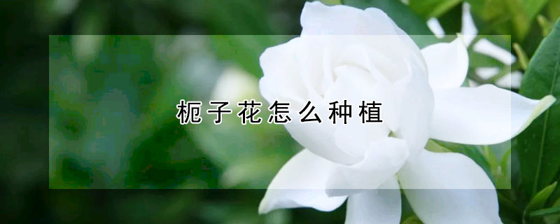枙子花怎麼種植