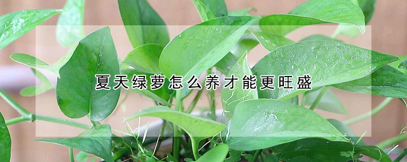 夏天綠蘿怎麼養才能更旺盛