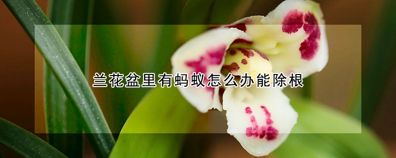 蘭花盆裏有螞蟻怎麼辦能除根