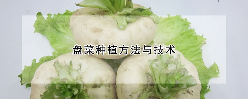 盤菜種植方法與技術