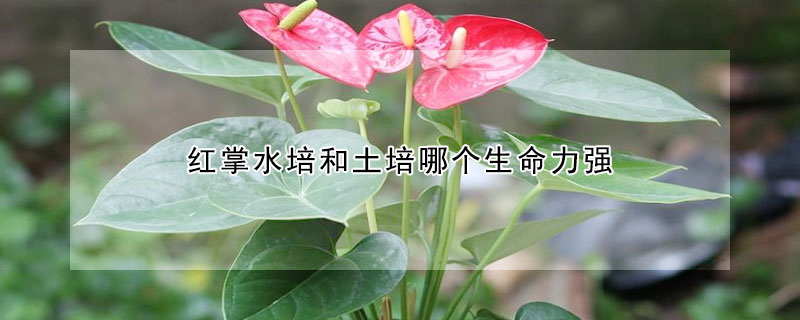 紅掌水培和土培哪個生命力強