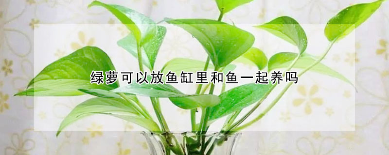 綠蘿可以放魚缸裏和魚一起養嗎