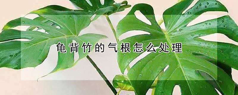 龜背竹的氣根怎麼處理