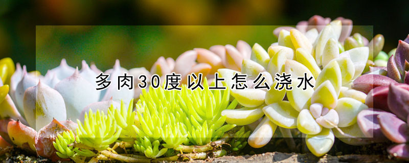 多肉30度以上怎麼澆水