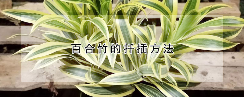 百合竹的扡插方法