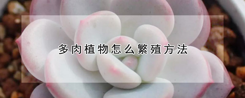 多肉植物怎麼繁殖方法