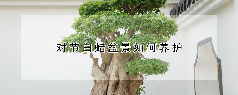 對節白蠟盆景如何養護