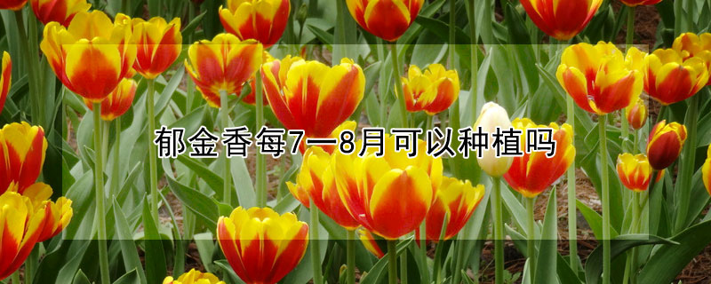 鬱金香每7一8月可以種植嗎