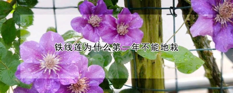 鐵線蓮為什麼第一年不能地栽