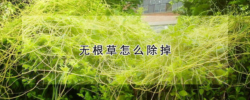 無根草怎麼除掉