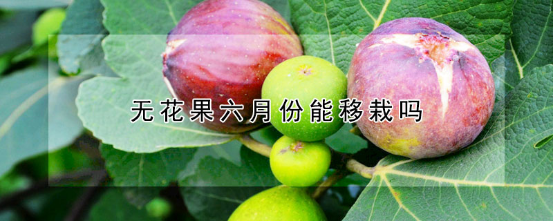 無花果六月份能移栽嗎