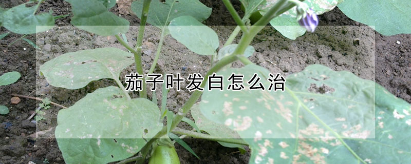 茄子葉發白怎麼治