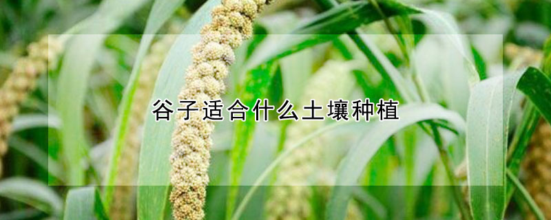 穀子適合什麼土壤種植