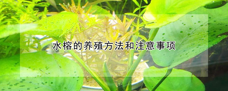 水榕的養殖方法和注意事項