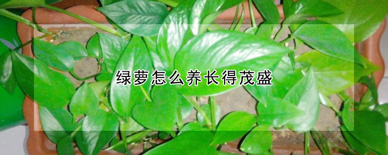 綠蘿怎麼養長得茂盛