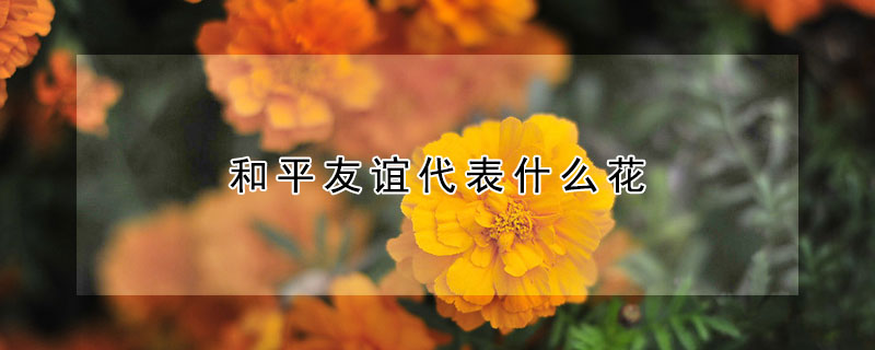 和平友誼代表什麼花