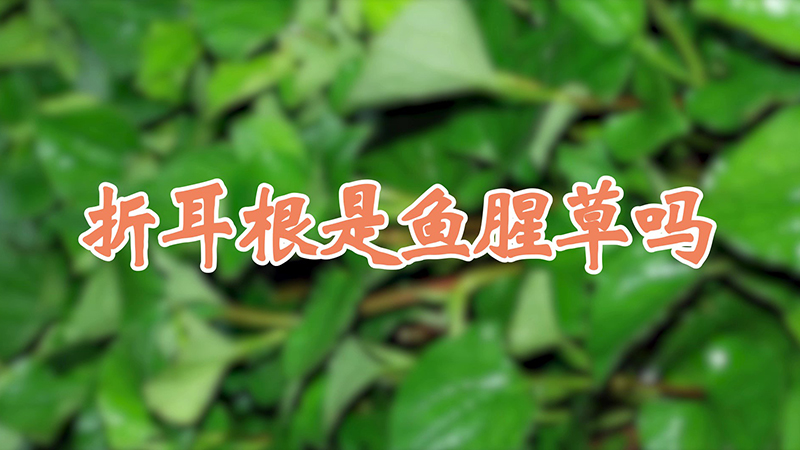 折耳根是魚腥草嗎