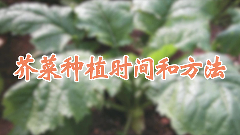 芥菜種植時間和方法