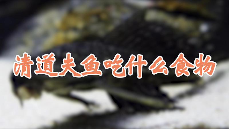 清道夫魚吃什麼食物