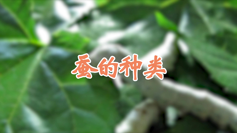 蠶的種類