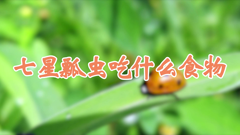 七星瓢蟲吃什麼食物