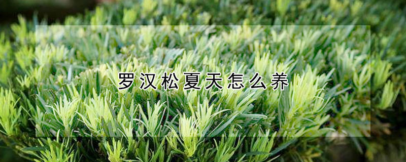 羅漢鬆夏天怎麼養