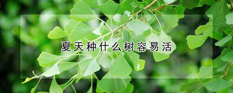 夏天種什麼樹容易活