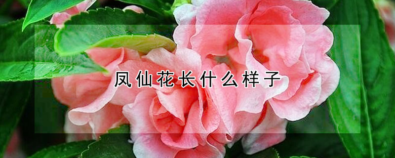 鳳仙花長什麼樣子
