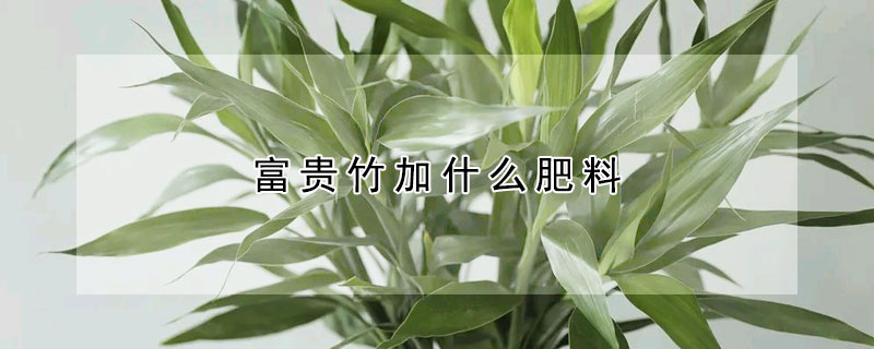 富貴竹加什麼肥料