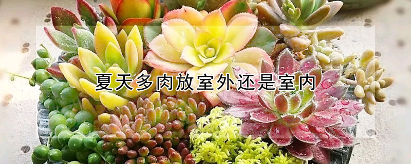 夏天多肉放室外還是室內