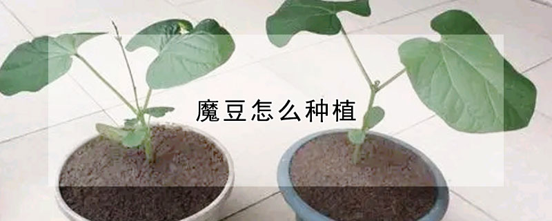 魔豆怎麼種植