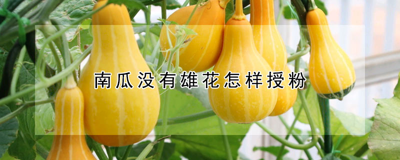 南瓜沒有雄花怎樣授粉