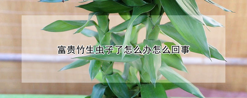 富貴竹生蟲子了怎麼辦怎麼回事