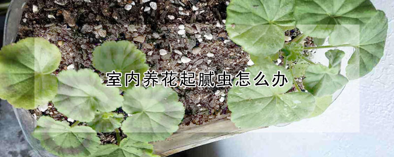 室內養花起膩蟲怎麼辦