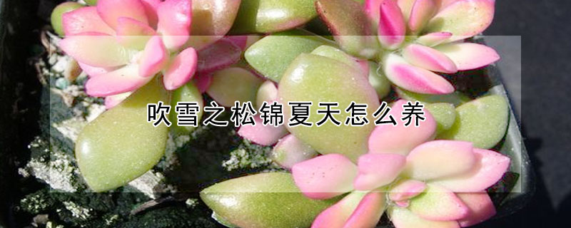 吹雪之鬆錦夏天怎麼養