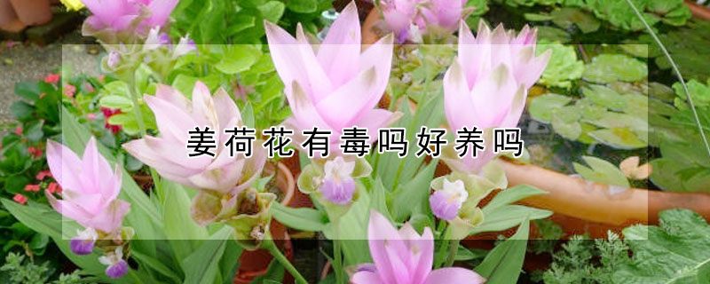 薑荷花有毒嗎好養嗎