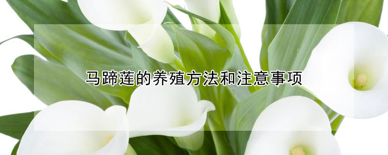 馬蹄蓮的養殖方法和注意事項