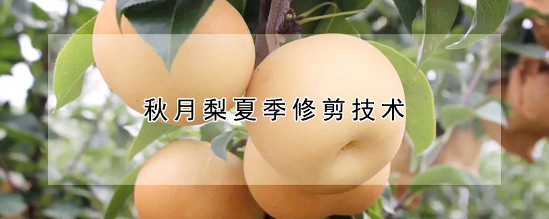 秋月梨夏季修剪技術