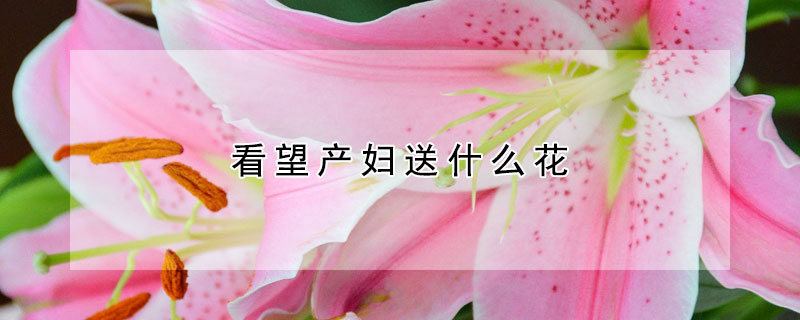 看望產婦送什麼花