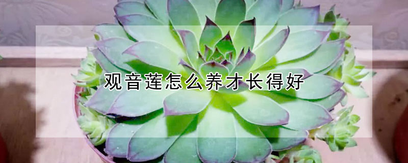 觀音蓮怎麼養才長得好