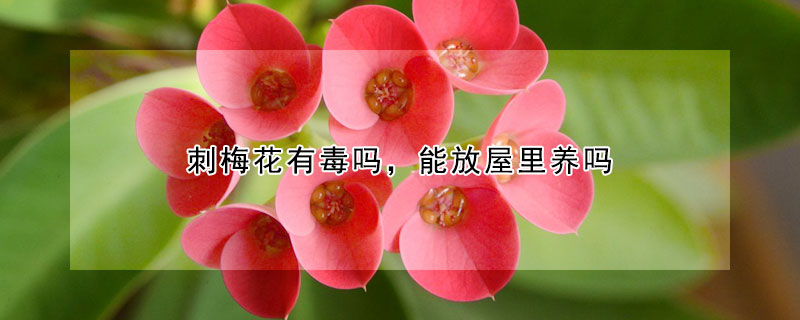 刺梅花有毒嗎，能放屋裏養嗎