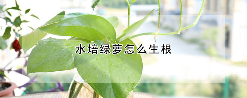 水培綠蘿怎麼生根