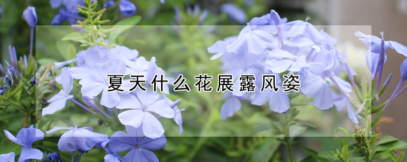 夏天什麼花展露風姿
