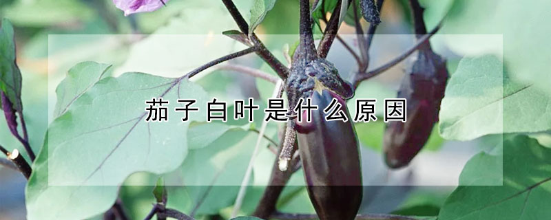 茄子白葉是什麼原因