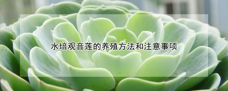 水培觀音蓮的養殖方法和注意事項