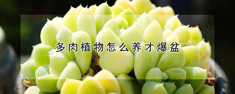 多肉植物怎麼養才爆盆